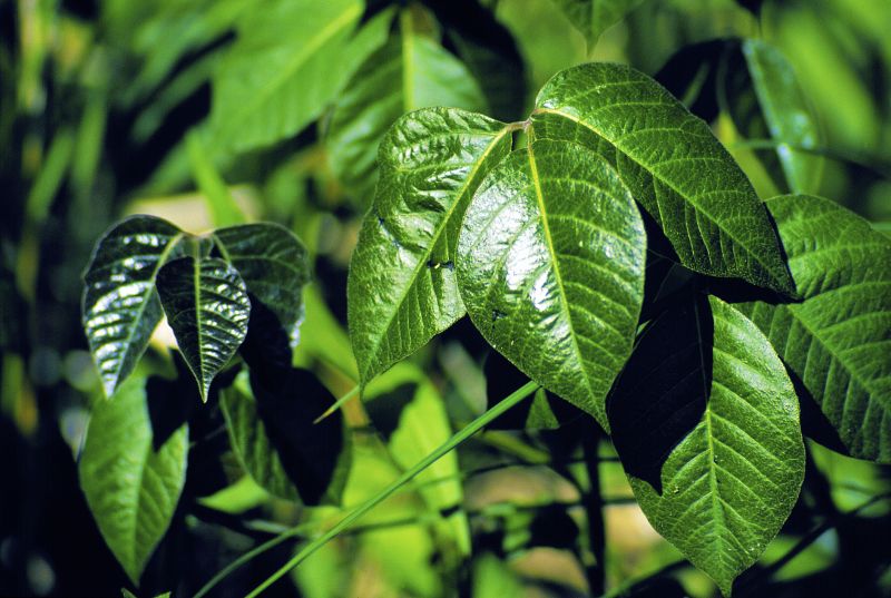 Poison Ivy Removal detail